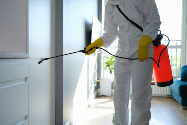 Reliable Graham, TX Mold Removal Solutions