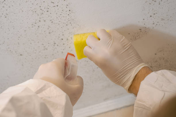 Best Mold Damage Restoration  in Graham, TX